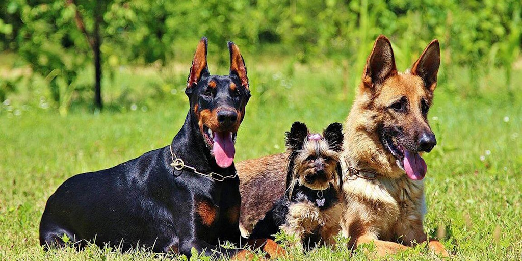 Hunde