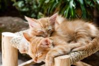 Zwei Katzen, schlafend auf einem Stuhl