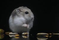 Hamster