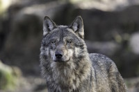 Bild "Inhalte:Wolf-200.jpg"