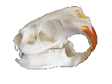 Bild "Service:Nutria-PNG.png"
