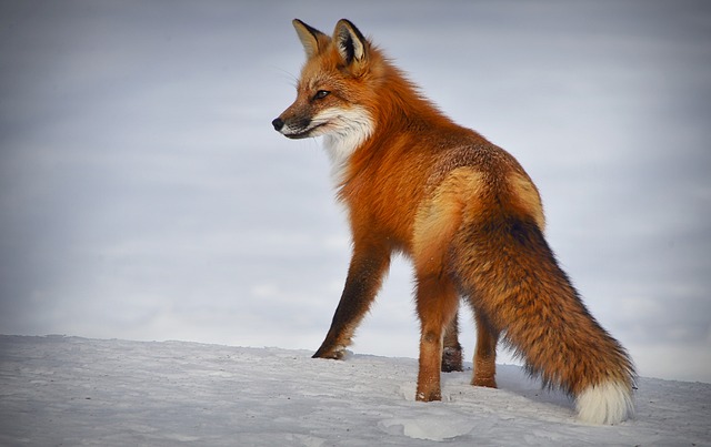 Bild "Tests:Fuchs.jpg"