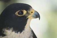 Bild "Tests:Wanderfalke2.jpg"